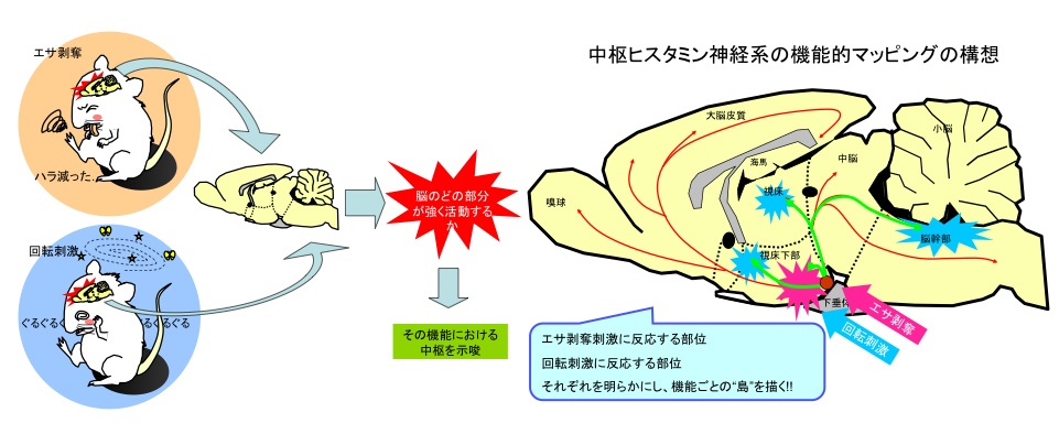 研究概要B.jpg